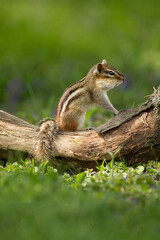 Eastern Chipmunk, Tamias striatus, taken in wild, in Minnesota.