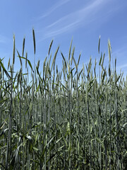 Obraz premium feld ernte bauer landwirtschaft getreide korn weizen roggen acker nahrung field harvest farmer agriculture grain wheat rye field corn seed mow harvesting nature food foodstuffs farmer, agriculture