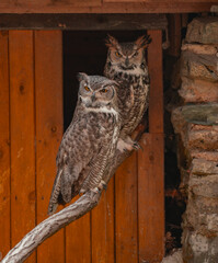 A large Eurasian eagle-owl with a white and brown feathered face sits behind a metal bowl of water,...