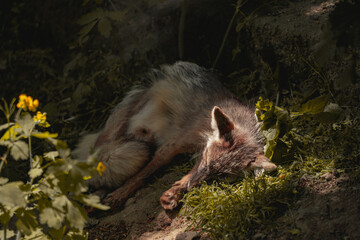 A small wild animal with brown fur is lying down and sleeping in a forest clearing in the shade,...