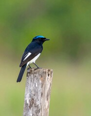 Obraz premium Small bird perched on a wooden post