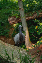 A large grey crane with a long black and white neck stands on a rock in a lush, green forest environment