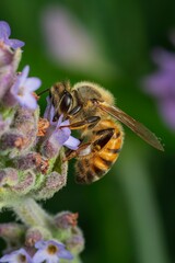 Honeybee gathering nectar from a purple flower.
