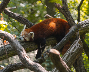 A red panda sleeps peacefully on a thick tree branch, its reddish brown fur illuminated by sunlight against a lush, green forest background