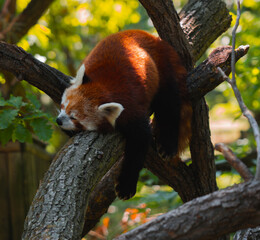 A red panda is captured mid slumber on a thick tree branch, its reddish fur glowing under a sunbeam...