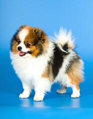 Tricolor Pomeranian puppy portrait
