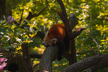 A red panda is captured in a peaceful slumber on a thick tree branch, its fur glowing from a sunbeam, surrounded by lush foliage