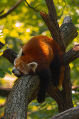 A red panda is captured in a peaceful slumber on a thick tree branch, its fur glowing from a sunbeam, surrounded by lush foliage