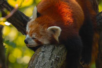 Fototapeta premium A peaceful red panda sleeps on a thick tree branch, its fur glowing in a sunbeam, with a tiny tongue visible.