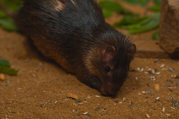 A spiny rat with dark fur is captured on the ground, sniffing at scattered sunflower seeds in its...