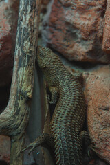 A spiny lizard with bumpy scales is perched on a branch, blending into the textured, reddish brown rock wall.