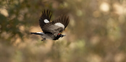 Acorn woodpecker, Melanerpes formicivorus in flight in Arizona. 
