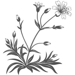 black and white cerastium fontanum