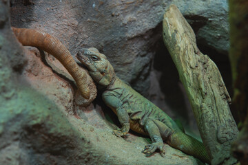 A large green lizard rests on a rock in a dark enclosure, with its body stretched out