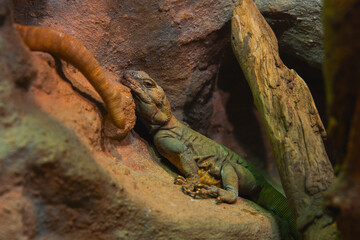 A large green lizard rests on a rock in a dark enclosure, with its body stretched out