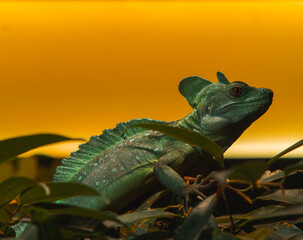 A bright green basilisk lizard rests on dark green leaves in a terrarium with a warm yellow background