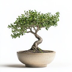 Bonsai tree, artistic shape, intricate leaves, white isolated background.