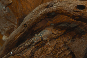 A small brown and gray lizard rests on a large, textured wooden log in a dark habitat