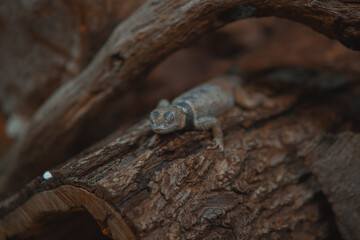 A small brown and gray lizard rests on a large, textured wooden log in a dark habitat