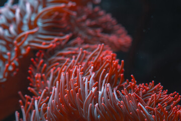 A large cluster of reddish pink sea anemone tentacles is captured in a close up shot.