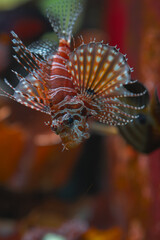 A juvenile lionfish with red and white striped fins swims among blurry red and orange corals in an aquarium.