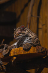 A fishing cat sleeps on a wooden platform in a dark, naturalistic enclosure