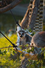 A ring tailed lemur with bright orange eyes looks at the camera while sitting on a rope