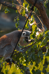 A ring tailed lemur sits in a tree eating a leaf, with its long tail hanging down.