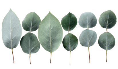A row of eucalyptus leaves, various shapes and shades of green and gray
