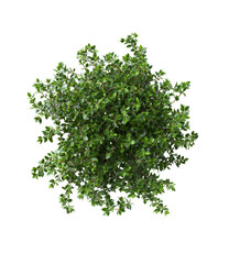 Obraz premium Overhead view of a dense, rounded shrub. Green foliage fills the image
