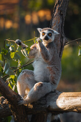 A ring tailed lemur sits on a tree branch, looking directly at the camera while eating leaves in a sunlit outdoor enclosure
