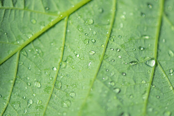 Macro photo of a leaf with water drops.