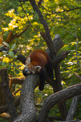 A red panda is sleeping curled up on a tree branch, surrounded by green leaves in a sunlit forest.