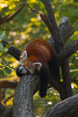 A red panda is sleeping curled up on a tree branch, surrounded by green leaves in a sunlit forest.