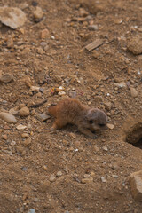 A small meerkat with reddish brown fur is crawling on a dirt ground covered in small rocks and pebbles.