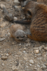 Obraz premium A small, fluffy prairie dog pup sniffs the rocky ground next to the furry leg of an adult prairie dog.