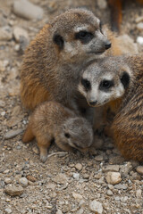 A meerkat family, with a tiny pup nestled between two adults, sits together on rocky ground.