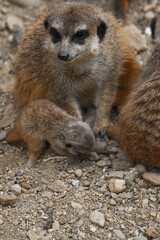 Fototapeta premium An adult meerkat sits on rocky ground, looking down at a tiny pup that is sniffing the pebbles at its feet.
