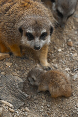 An adult meerkat looks directly at the camera with a watchful expression, while a tiny pup explores the rocky ground in front of it.