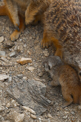 A tiny meerkat pup stands on rocky ground beside a large adult meerkat, with another adult resting in the background.