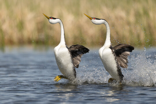 Two Western grebe rushing in spring in Minnesota.