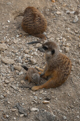 Fototapeta premium A watchful adult meerkat sits on rocky ground and looks at the camera, while a tiny, fluffy pup nestles close to its side.
