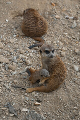 A watchful adult meerkat sits on rocky ground and looks at the camera, while a tiny, fluffy pup nestles close to its side.