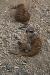 A watchful adult meerkat sits on rocky ground and looks at the camera, while a tiny, fluffy pup nestles close to its side.