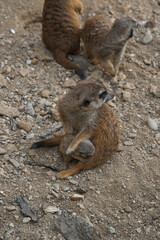 A meerkat sits on rocky ground, holding a tiny pup, and looks at the camera while other meerkats stand in the background.