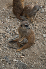 A meerkat sits on rocky ground, holding a tiny pup, and looks at the camera while other meerkats stand in the background.