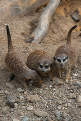A meerkat family, with a tiny pup nestled between two adults, sits together on rocky ground.