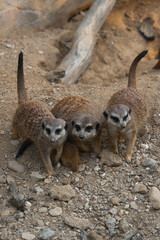 A meerkat family, with a tiny pup nestled between two adults, sits together on rocky ground.