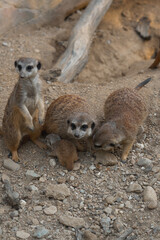 A meerkat family gathers on rocky ground, one stands sentinel while another looks at the camera, protecting a tiny pup.