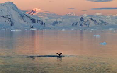 Fototapeta premium Whale Dives into Water at Sunset